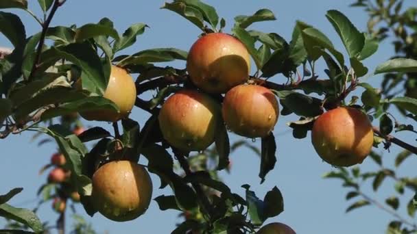 Mooie en rijpe appels. Apple boom in de tuin. — Stockvideo