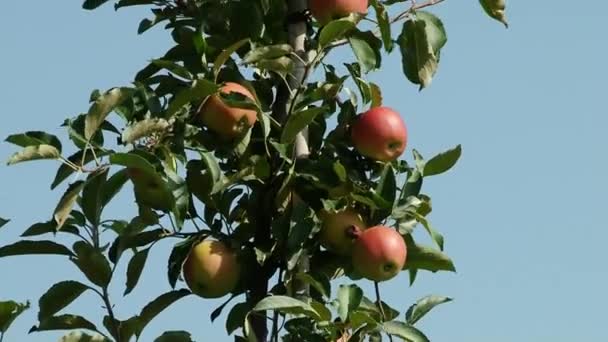 Vackra och mogna äpplen. Äppelträd i trädgården. — Stockvideo