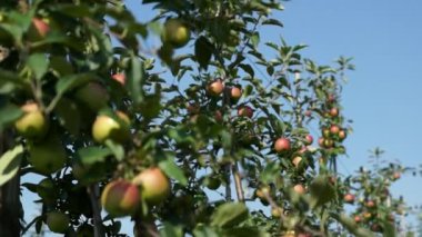 Güzel ve olgun elma. Bahçede elma ağacı.