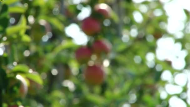 Schöne und reife Äpfel. Apfelbaum im Garten. — Stockvideo