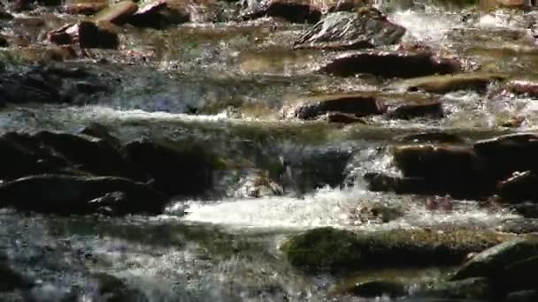 Горная река течет по камням. Лес. Брызги . — стоковое видео