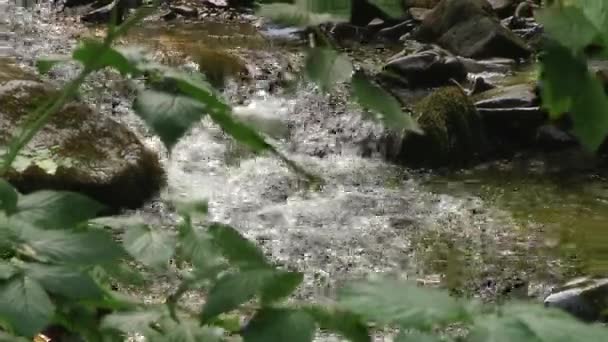 Dağ nehir taşları üzerine akan su. Orman. Sıçramak. — Stok video