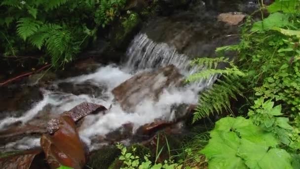 Acqua del fiume di montagna che scorre sulle pietre. Foresta. Spruzzi . — Video Stock