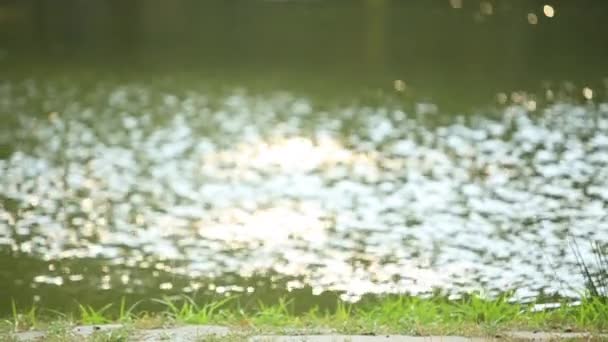Reflet du feuillage vert dans le lac 