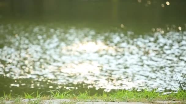 Reflejo de follaje verde en el lago — Vídeo de stock