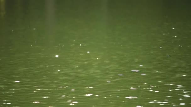 Riflessione del fogliame verde nel lago — Video Stock