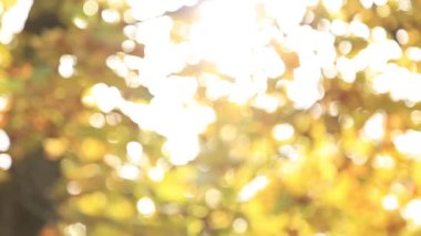 Panorama ormanında sonbahar. Ağaçlar güzel sarı ve kırmızı yaprakları ile. 