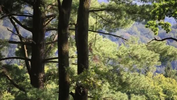 Panorama les. Stromy s krásné zelené listy. — Stock video