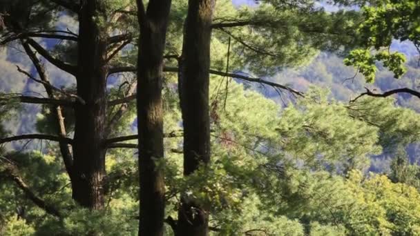 Foresta panoramica. Alberi con belle foglie verdi . — Video Stock