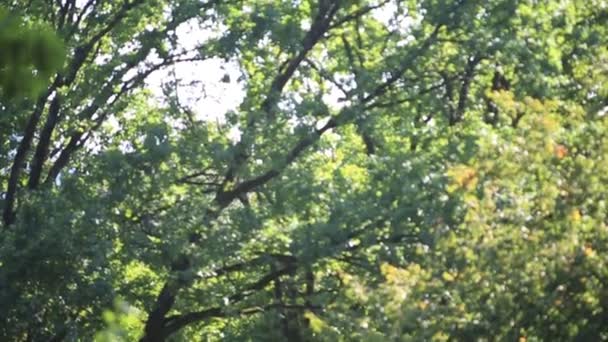 Панорамный лес. Деревья с красивыми зелеными листьями . — стоковое видео
