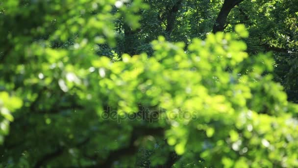 Floresta Panorama. Árvores com belas folhas verdes . — Vídeo de Stock