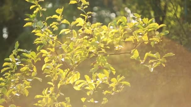 Bosque panorámico. Árboles con hermosas hojas verdes . — Vídeos de Stock