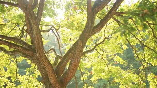 全景森林。美丽的绿色叶子的树. — 图库视频影像