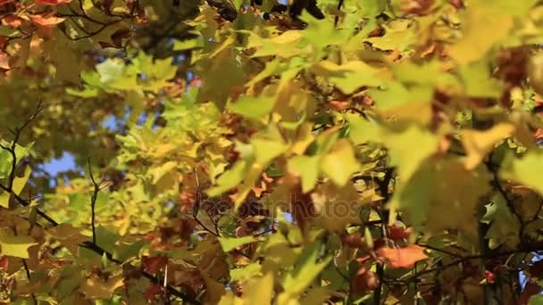 Панорамный лес осенью. Деревья с красивыми жёлтыми и красными листьями . — стоковое видео