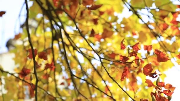 Panoramawald im Herbst. Bäume mit schönen gelben und roten Blättern. — Stockvideo