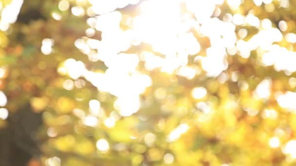 Panoramawald im Herbst. Bäume mit schönen gelben und roten Blättern. — Stockvideo