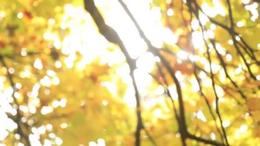 Panorama ormanında sonbahar. Ağaçlar güzel sarı ve kırmızı yaprakları ile. 