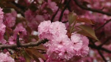 Japon Sakura çiçek açan ağaç. Pembe yemyeşil yaprakları ve sapları.