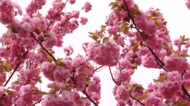 Japon Sakura çiçek açan ağaç. Pembe yemyeşil yaprakları ve sapları.
