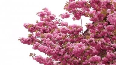 Japon Sakura çiçek açan ağaç. Pembe yemyeşil yaprakları ve sapları.