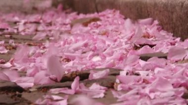 Japon Sakura çiçek açan ağaç. Pembe yemyeşil yaprakları ve sapları.