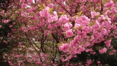 Japon Sakura çiçek açan ağaç. Pembe yemyeşil yaprakları ve sapları.