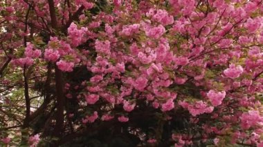 Japon Sakura çiçek açan ağaç. Pembe yemyeşil yaprakları ve sapları.
