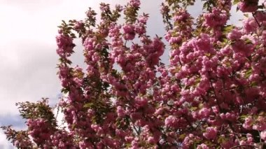 Japon Sakura çiçek açan ağaç. Pembe yemyeşil yaprakları ve sapları.