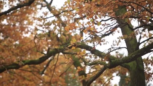 Forêt panoramique en automne. Arbres aux belles feuilles jaunes et rouges . 