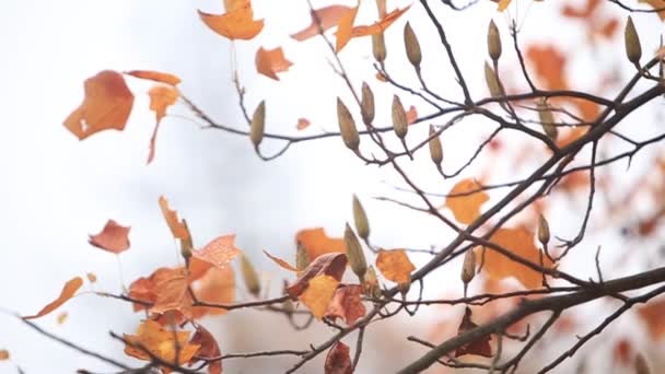 Panoramawald im Herbst. Bäume mit schönen gelben und roten Blättern. — Stockvideo