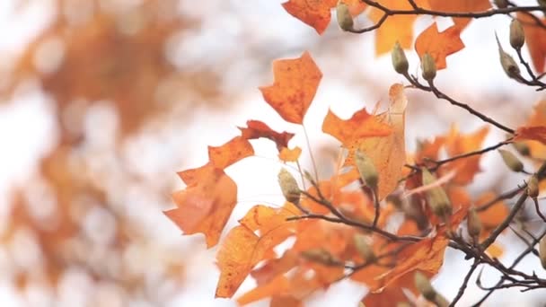 Panoramawald im Herbst. Bäume mit schönen gelben und roten Blättern. — Stockvideo