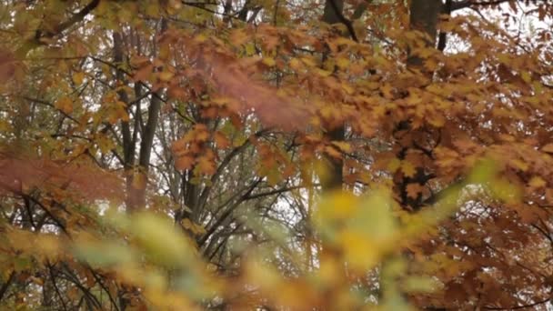 Forêt panoramique en automne. Arbres aux belles feuilles jaunes et rouges . 
