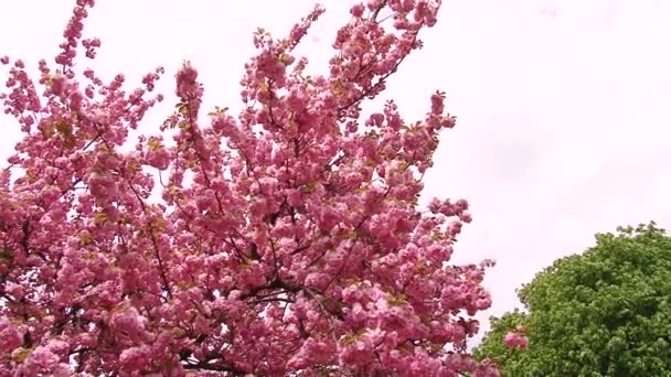 Japonês Sakura árvore florescente. Folhas e caules exuberantes rosa . — Vídeo de Stock