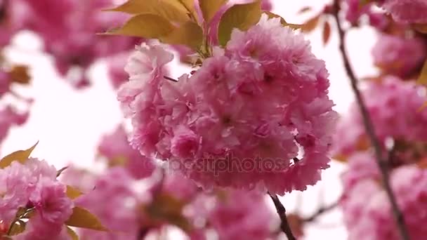 Japon Sakura çiçek açan ağaç. Pembe yemyeşil yaprakları ve sapları. — Stok video