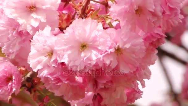 Albero giapponese Sakura in fiore. Foglie e steli lussureggianti rosa . — Video Stock