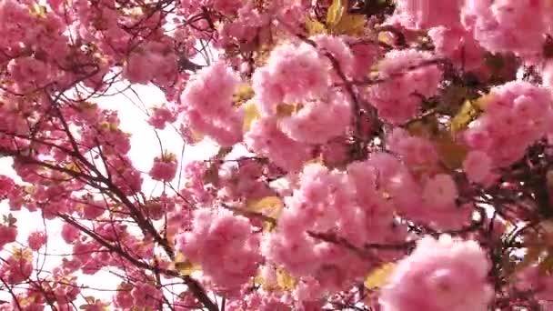 Japanse Sakura bloeiende boom. Roze weelderige bladeren en stengels. — Stockvideo