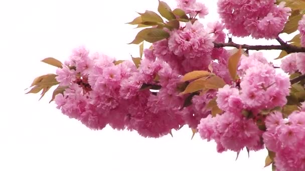Ιαπωνικά Sakura ανθίζοντας δέντρο. Ροζ καταπράσινα φύλλα και μίσχους. — Αρχείο Βίντεο