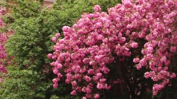 Japonês Sakura árvore florescente. Folhas e caules exuberantes rosa . — Vídeo de Stock