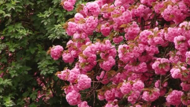 Albero giapponese Sakura in fiore. Foglie e steli lussureggianti rosa . — Video Stock