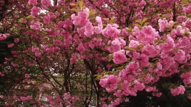 Japon Sakura çiçek açan ağaç. Pembe yemyeşil yaprakları ve sapları. — Stok video
