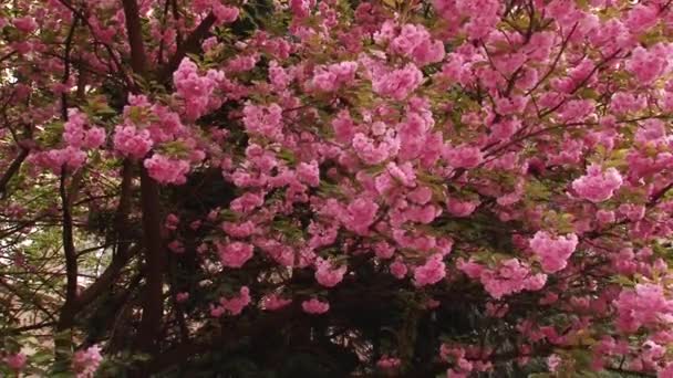 Sakura japonés floreciendo árbol. Rosa hojas y tallos exuberantes . — Vídeo de stock