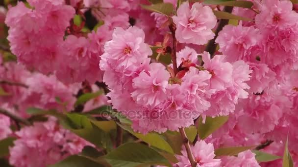 Japán Sakura virágzó fa. Rózsaszín buja levelek és szárak. — Stock videók