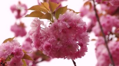 Japon Sakura çiçek açan ağaç. Pembe yemyeşil yaprakları ve sapları.