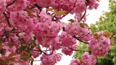 Japon Sakura çiçek açan ağaç. Pembe yemyeşil yaprakları ve sapları.