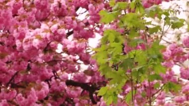 Japon Sakura çiçek açan ağaç. Pembe yemyeşil yaprakları ve sapları.