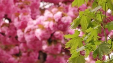 Japon Sakura çiçek açan ağaç. Pembe yemyeşil yaprakları ve sapları.