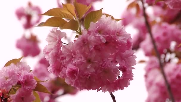 Kvetoucí strom, Japonská Sakura. Růžový svěží listy a stonky. — Stock video