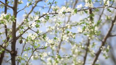 Çiçekli elma ağacı. Çiçeği ağaçlar. Bahar.