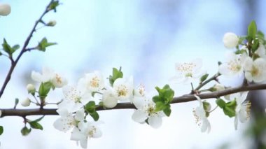 Çiçekli elma ağacı. Çiçeği ağaçlar. Bahar.