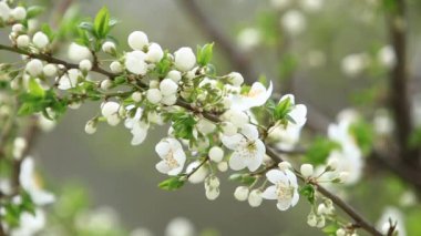 Çiçekli elma ağacı. Çiçeği ağaçlar. Bahar.